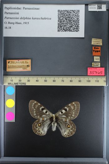 Media type: image;   Entomology 35765